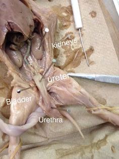 Urinary and Reproductive systems - Fetal Pig Dissection